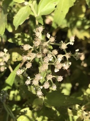 Eupatorium serotinum