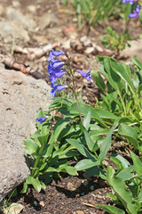 Penstemon cyananthus cyananthus