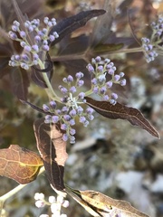 Eupatorium serotinum
