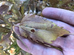 Eupatorium serotinum