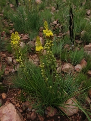 Bulbine angustifolia