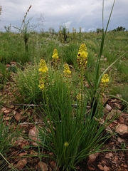 Bulbine angustifolia