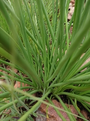 Bulbine angustifolia