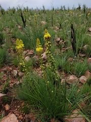 Bulbine angustifolia