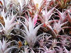 Tillandsia macbrideana