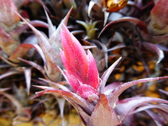 Tillandsia macbrideana
