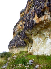 Tillandsia macbrideana