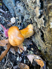 Gymnopilus subspectabilis