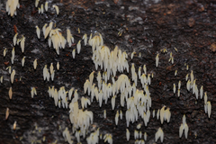 Mucronella fusiformis