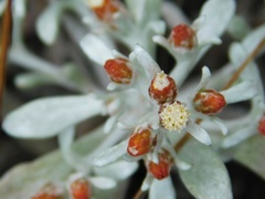Helichrysum cylindriflorum