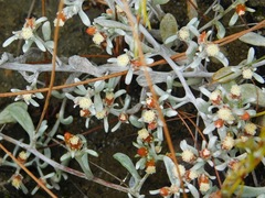 Helichrysum cylindriflorum