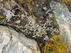Helichrysum cylindriflorum