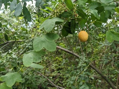 Passiflora pallens image