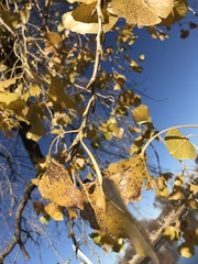 Populus deltoides