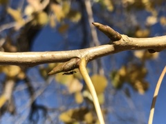 Populus deltoides