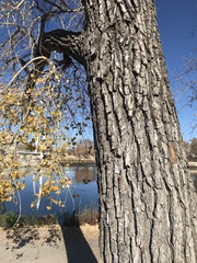 Populus deltoides