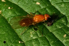 Psila fimetaria