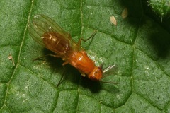 Psila fimetaria