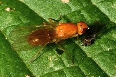 Psila fimetaria