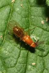 Psila fimetaria