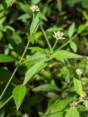 Alternanthera flavescens