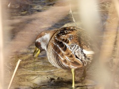 Porzana carolina