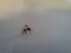Aedes notoscriptus