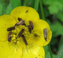 Micropterix