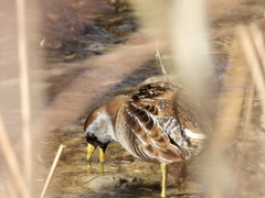 Porzana carolina