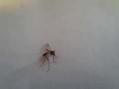 Aedes notoscriptus