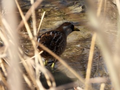 Porzana carolina