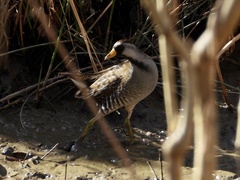 Porzana carolina