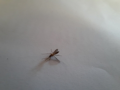 Aedes notoscriptus