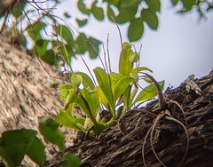 Prosthechea boothiana