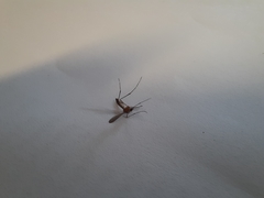 Aedes notoscriptus