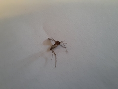 Aedes notoscriptus