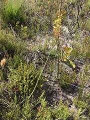 Tritoniopsis bicolor