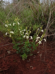 Chascanum hederaceum