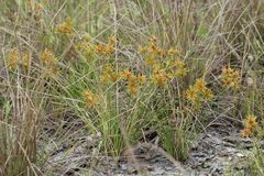 Cyperus oxylepis