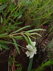 Monsonia burkeana