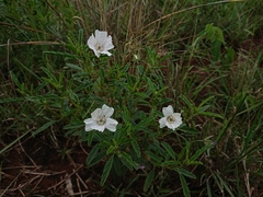 Monsonia burkeana