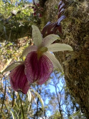 Epidendrum megalospathum