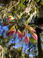 Epidendrum megalospathum