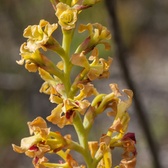 Tritoniopsis bicolor