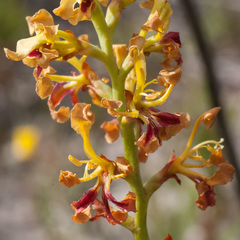 Tritoniopsis bicolor