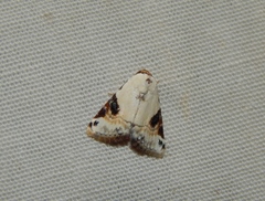 Eublemma ecthaemata
