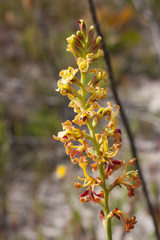 Tritoniopsis bicolor