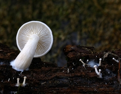 Clitocybe californiensis