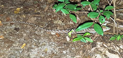 Gerrhonotus liocephalus liocephalus