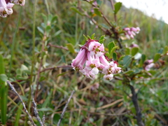 Escallonia alpina